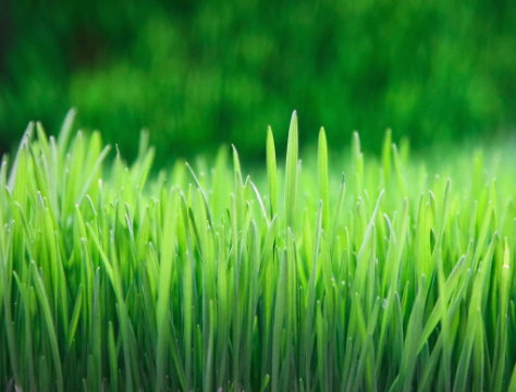 Dive Deep into the Wonders of #Wheatgrass